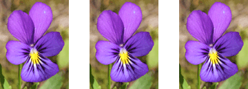 Styvmorsviol